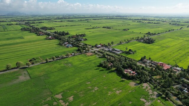 defaultThe Paddy Rice Fields of Kedah and Perlis, Malaysia