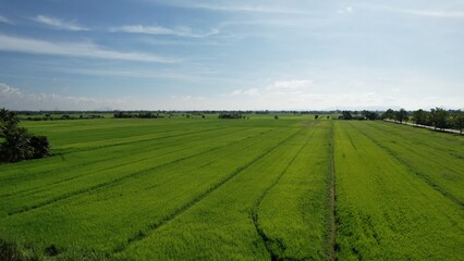 Fototapeta na wymiar defaultThe Paddy Rice Fields of Kedah and Perlis, Malaysia