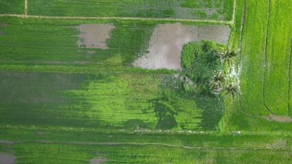 defaultThe Paddy Rice Fields of Kedah and Perlis, Malaysia