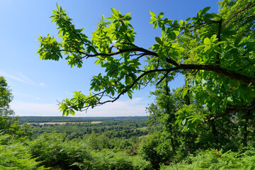 Forest of the Chamarande belvedere in the French Gatinais Regional Nature Park	