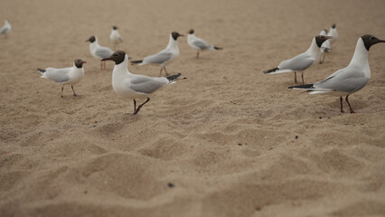 seagulls feeding on a beach on a sunny day