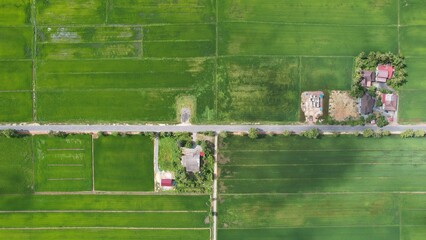 The Paddy Rice Fields of Kedah and Perlis, Malaysia