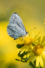 Schmetterling auf  Blume