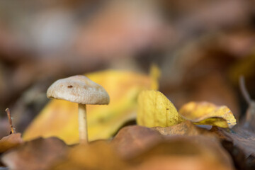 Pilz im Wald