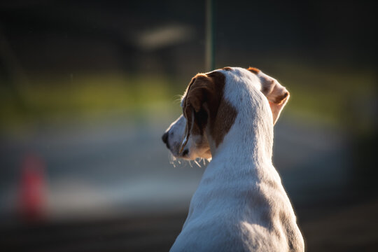 Kleiner Jagdhund (Istrianer kurzhaarige Bracke) schaut von der Terrasse in den Garten - Jagdhund von hinten der irgendetwas beobachtet in der Abendsonne