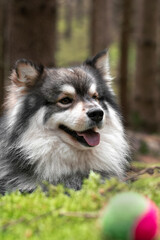 Portrait of a Finnish Lapphund dog outdoors