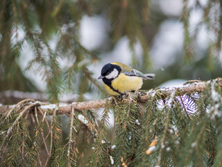 Cute bird Great tit, songbird sitting on the fir branch with snow in winter