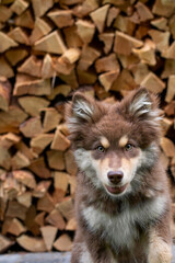 Portrait of a Finnish Lapphund dog outdoors