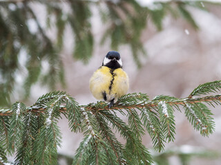 Cute bird Great tit, songbird sitting on the fir branch with snow in winter