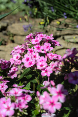 Pink phlox or flame flower as a genus in the familiy of Polemoniaceae in the garden with a natural stone wall and some other flowers in the background. The background is blurred.
