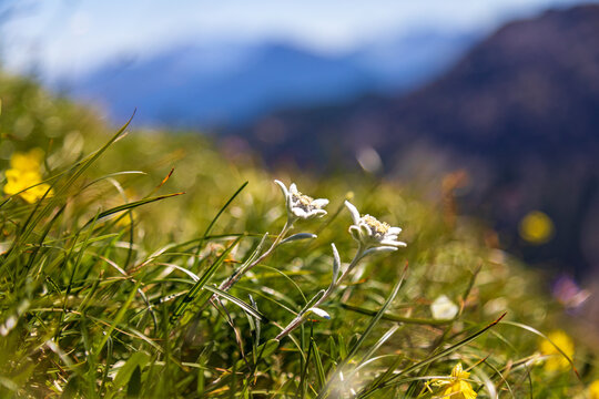 Edelweiss - Allg&auml;u - Alpen - Edelwei&szlig; - Detail 