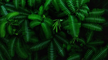 Mimosa pudica leaf shoots with a black background