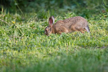 kaninchen, wildkaninchen, hase, euarchontoglires, hasenartige, lagomorpha, eutheria, leporidae, cuniculus, oryctolagus, wiese, tarnung, wild, herbst, wildlife, tier, tschechien, urban, säugetier, renn