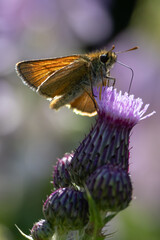 Small Skipper butterfly (Thymelicus sylvestris) on a Thistle flower