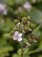 Closeup of cluster of flowers and seeds of common Blackberry (Rubus fruticosus) summer