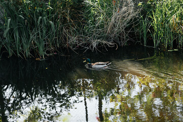 a duck swims on the river