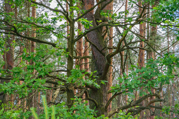 Duże stare drzewo z dużą ilością gałęzi rna skraju lasu