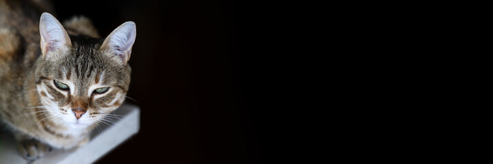 Brown tabby cat staring at the camera. Black web-banner with copy space