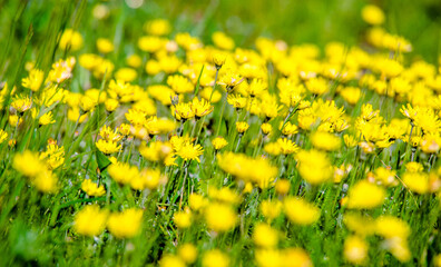 Yellow dandelions blooming on grass background
