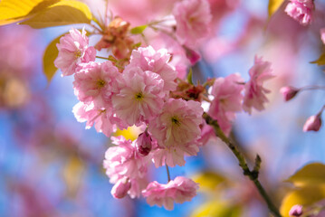 Fototapeta na wymiar Japanese cherry blossoms on a green natural background 