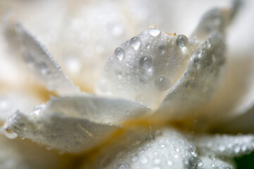 close up on rain drop on white jasmine flower petal 