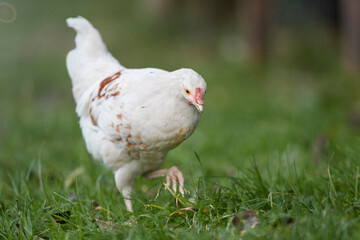 Young white rooster of black Poland chicken
