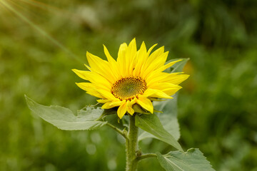 Isolated sunflower in garden