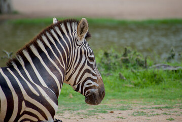 Fototapeta na wymiar Closed up zebra head.