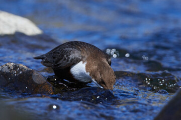Wasseramsel (Cinclus cinclus) an der Spree bei der Futtersuche	