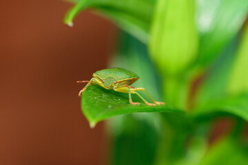 Odorek zieleniak Pentatomidae siedzący na zielonym liściu na brązowym tle - obrazy, fototapety, plakaty