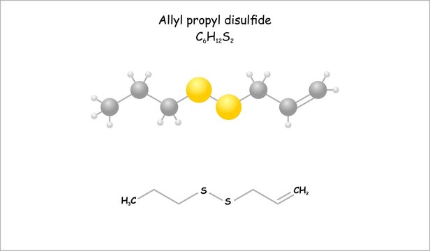 Stylized molecule model/structural formula of allyl propyl disulfide. Aroma of cooked onion.