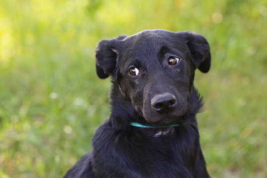 black puppy closeup photo on green grass background