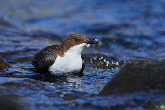Wasseramsel (Cinclus cinclus) an der Spree bei der Futtersuche	