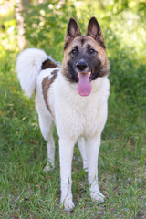 laika dog full body photo on green grass background
