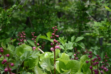 6月のさわやかな風に吹かれ、憧れの上高地を散策しながら多種多様な植物を観賞