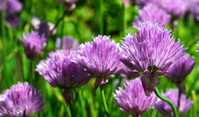 Purple Chives flowers or Allium schoenoprasum in the garden.Summer nature background.Selective focus.