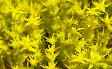 Yellow Sedum acre or Acrid stonecrop flowers as a background.Medicinal plants and herbs concept.Selective focus.