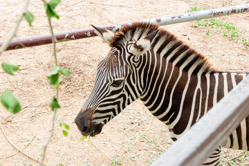 Fototapeta na wymiar The face of a zebra looking at food in the zoo of Thailand