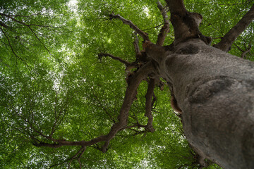 bottom view tree green