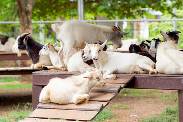 Several baby goats are playing in a Thailand zoo.
