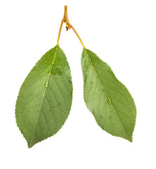 Fototapeta premium Cherry leaf isolated on white background