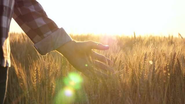 The hand of a male agronomist in close-up. A farmer inspects the harvest. Agribusiness. The concept of grain export and import. The global crisis and the embargo.