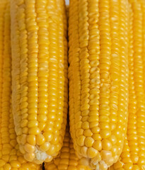 background cob of corn yellow vertical cob texture of vegetables