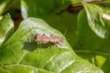 Wanzen auf einem Blatt bei der Paarung