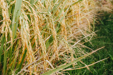 Ear of rice. Close-up to rice seeds in ear of paddy. Beautiful golden rice field and ear of rice in Thailand.