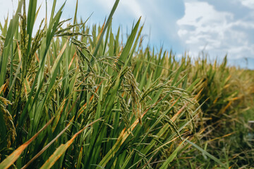 Beautiful golden rice field in the morning.Close-up to thai rice seeds in ear of paddy. Rice field background. Agriculture concept.

