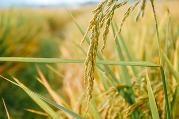 Ear of rice. Close-up to rice seeds in ear of paddy. Beautiful golden rice field and ear of rice in...