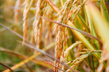 An Image of Ear Of Rice. Golden rice field in the morning at Thailand.
