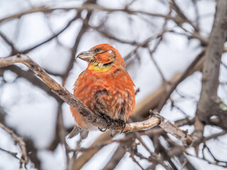 Red Crossbill male sitting on the tree branch and eats wild apple berries. Crossbill bird eats berries.