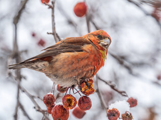 Red Crossbill male sitting on the tree branch and eats wild apple berries. Crossbill bird eats berries.